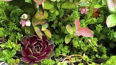 Local Master Gardeners to host succulents workshop Sept. 22 in Granville 