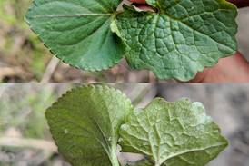 Down the Garden Path: New invasives in our yards