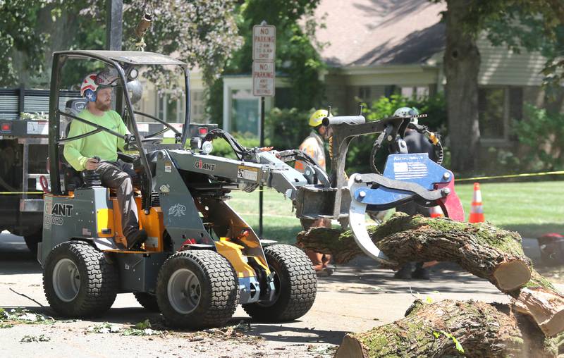 A worker from D. Ryan Tree and Landscape removes some branches from the historic oak tree Thursday July 21, 2022, at 240 Rolfe Road in DeKalb. The tree, one of the oldest in the city, was beginning to die and lost a branch in a storm last week so at the advice of an arborist the city opted to remove it rather than risk more branches coming down and causing damage or injury.