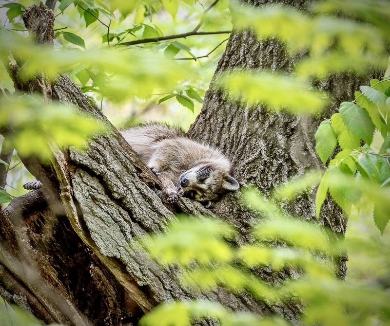 Joe Viola of Shorewood won May’s portion of the Forest Preserve District of Will County’s Preserve the Moment Photo Contest with this photo of a sleeping raccoon at Hammel Woods. The contest continues with monthly winners through December and overall winners will be picked in January. (Photo courtesy of Joe Viola)