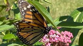 Princeton updates definition of pollinator garden
