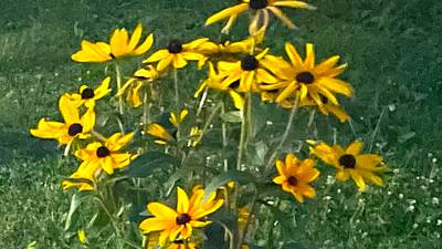 Down the Garden Path: Gardening with native wildflowers