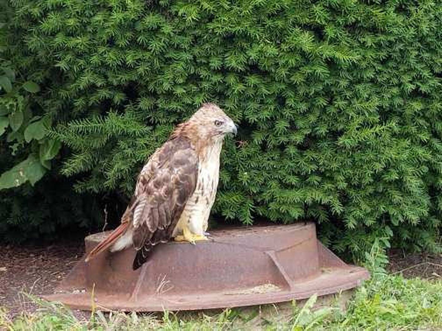Ruby the red-tailed hawk is seen before her rescue on Saturday, August 5, 2017, in Joliet. Ruby's wing and led had been injured with a BB gun and neighbors had seen the hawk come down from the sky.