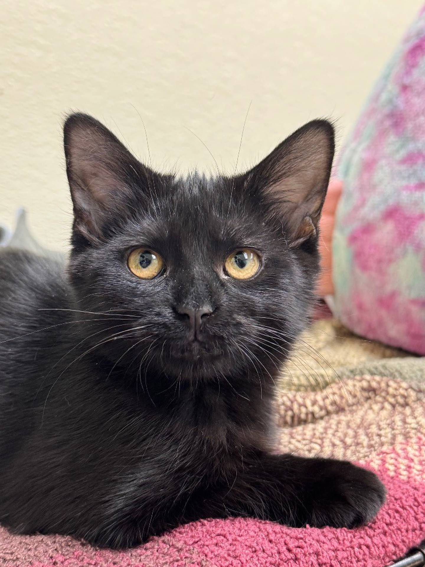 Nora is a 4-month-old kitten that came to the humane society from local animal control. She is quite timid, so she needs a patient and loving home with older children who can respect her space. She would likely benefit from having a cat or kitten friend in the home. Contact the Will County Humane Society at willcountyhumane.com and follow the instructions for the adoption process.