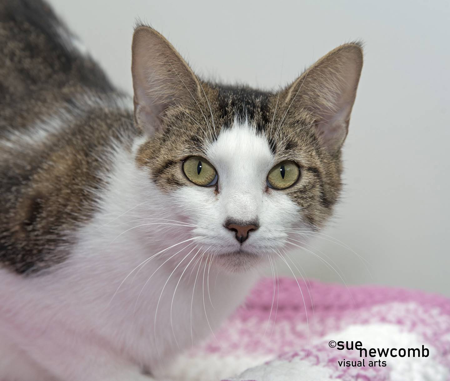 Sandie is a sweet domestic shorthair who was abandoned. She was fearful when she first arrived at the shelter. But she now enjoys human attention and loves to be petted. Contact the Will County Humane Society at willcountyhumane.com and follow the instructions for the adoption process.