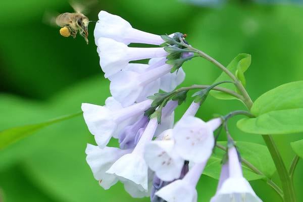 Mother’s Day perennial seed packets available at Grundy County Libraries