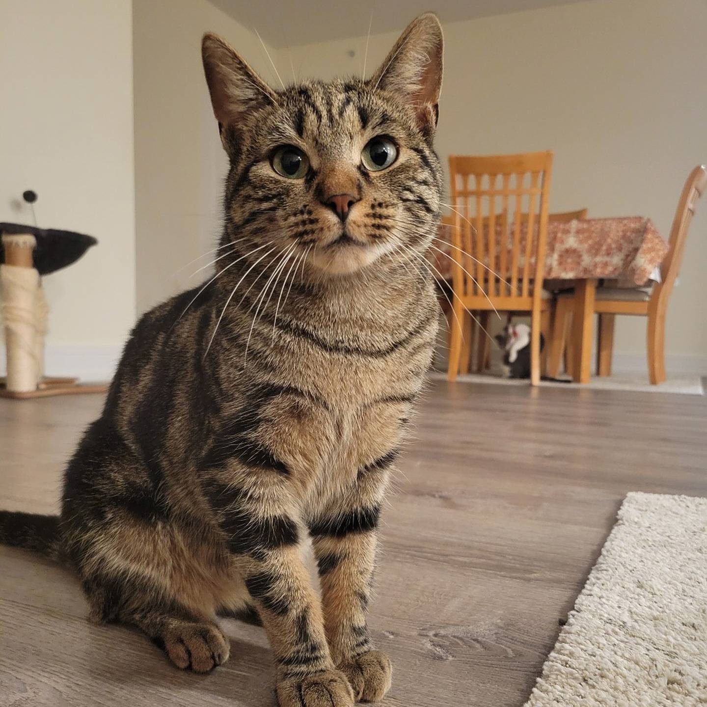 Gus is a curious, playful kitty who loves chasing ball toys and making new feline friends. He’s a total foodie – he once stole a whole chicken carcass.  Whether he’s zooming around or lounging solo, Gus is always entertaining and full of love. To meet Gus, visit thekittysquad.com/adoptables.