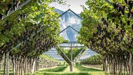 Uncorked: Italian mountains perfect for cultivating Pinot Grigio 