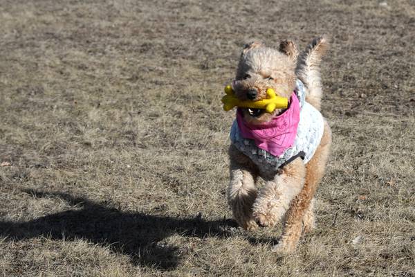 Dog Park coming to Peru’s Water Street
