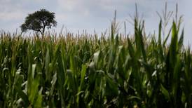Crop price projections increasingly pessimistic