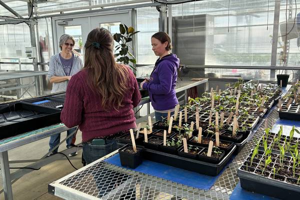 Seed swap Saturday: Gardening community grew online – then blossomed in real life