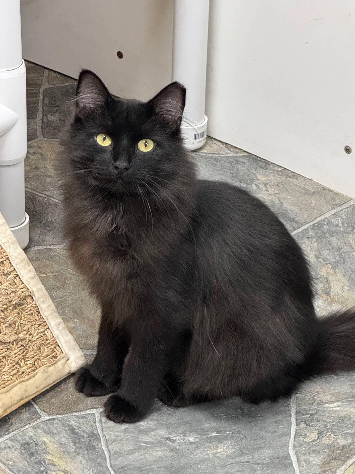 Dunkin was abandoned in Shorewood around July 4 and luckily trapped before the fireworks and extreme heat started. He’s very chatty and very food motivated; he loves snacks! He’s shy around new people, but he quickly warms up and leans into pets and cheek rubs. Visit willcountyhumane.com and follow the instructions for the adoption process.