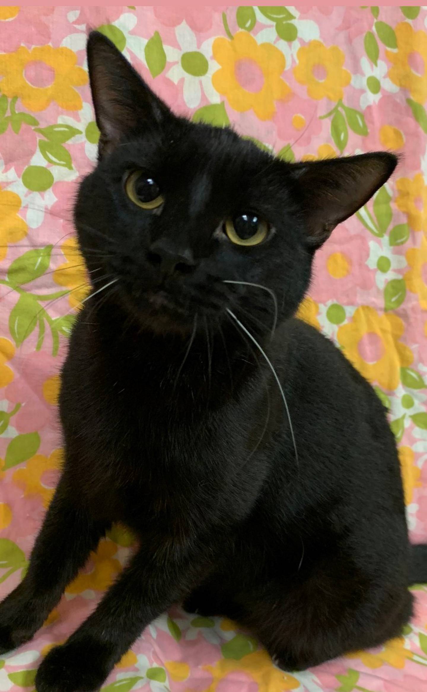 Meet Calla, who was left behind during an eviction. She is affectionate when petted and loves attention. She loves her catnip toys and will even roll over for belly rubs. She is cat-friendly but very scared of dogs. To meet Calla, call Joliet Township Animal Control for details 815-725-0333.