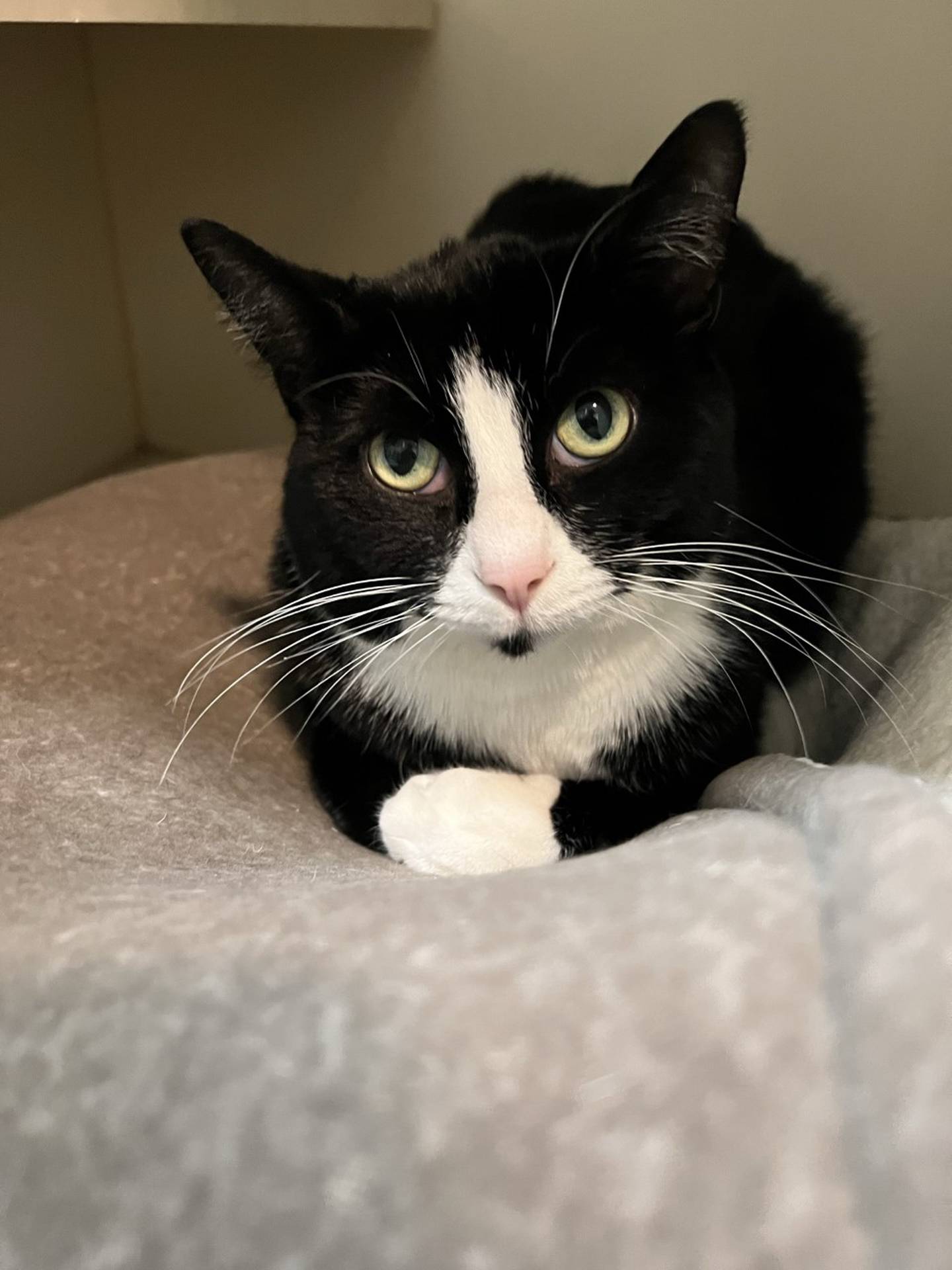 Spur is a 2-year-old black and white domestic short hair. He lost his home when his owner went to an assisted living facility.  Although he was a bit timid at first, he shows he wants to be loved and enjoys attention and pets. He is ready to be someone’s cherished companion. To meet Spur, email Catadoptions@nawsus.org to meet him or with any questions.