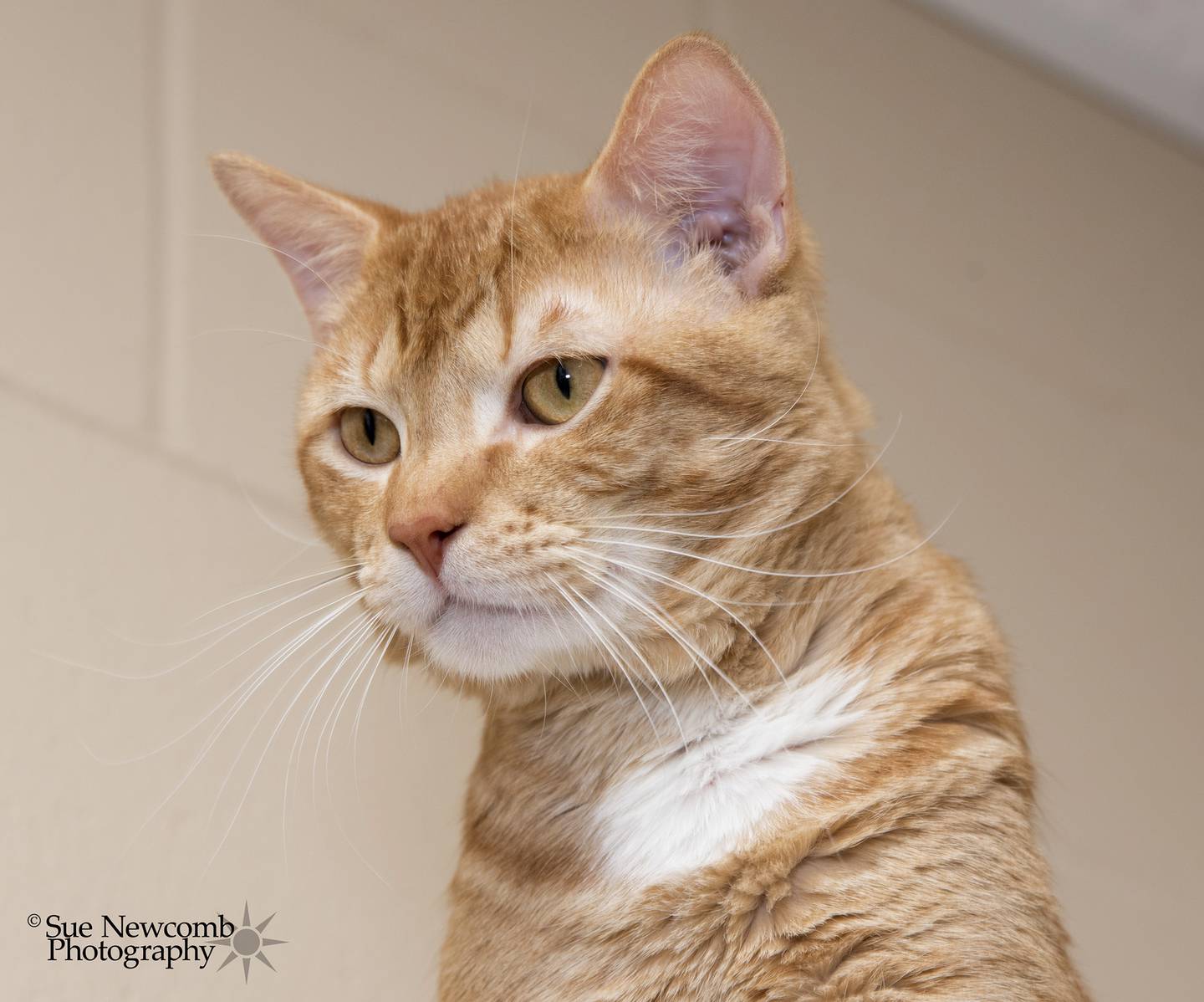 Heathcliff is a young domestic shorthair who is playful and loves attention. He came to the shelter bonded with his brother, Poupon, so they should be adopted together. Contact the Will County Humane Society at willcountyhumane.com and follow the instructions for the adoption process.