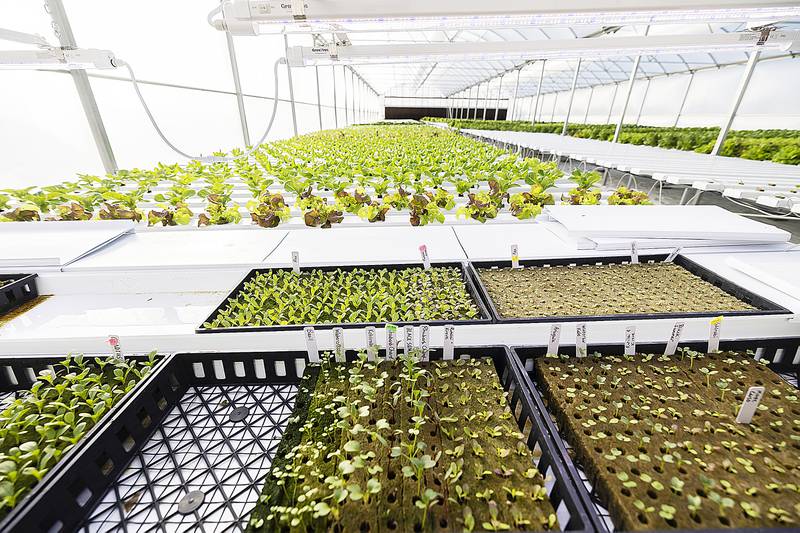 Seen here are different stages of the plant’s growth at Koster’s Greenhouse in Sterling.