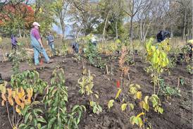 Algonquin Garden Club’s first ‘mini-forest’ grows in size, community support in Kane County