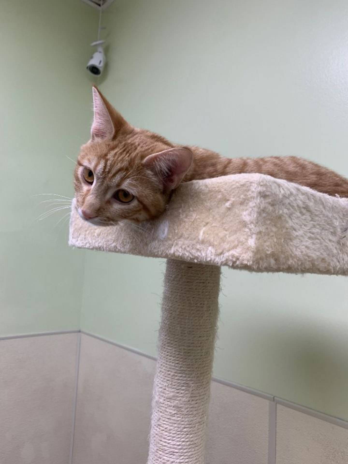 Laz is a 7-month-old domestic shorthair who is playful and sweet. He loves to cuddle with the other kittens. Contact the Will County Humane Society at willcountyhumane.com and follow the instructions for the adoption process.