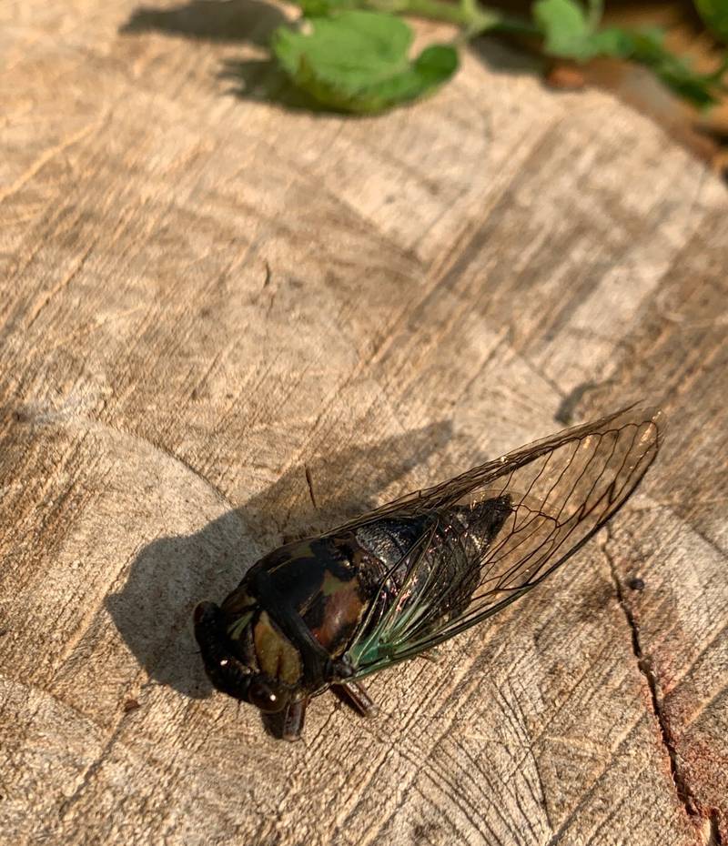 To learn more about cicadas, join us for a free program on April 17 in Yorkville. Sign up at go.illinois.edu/CicadasYorkville.