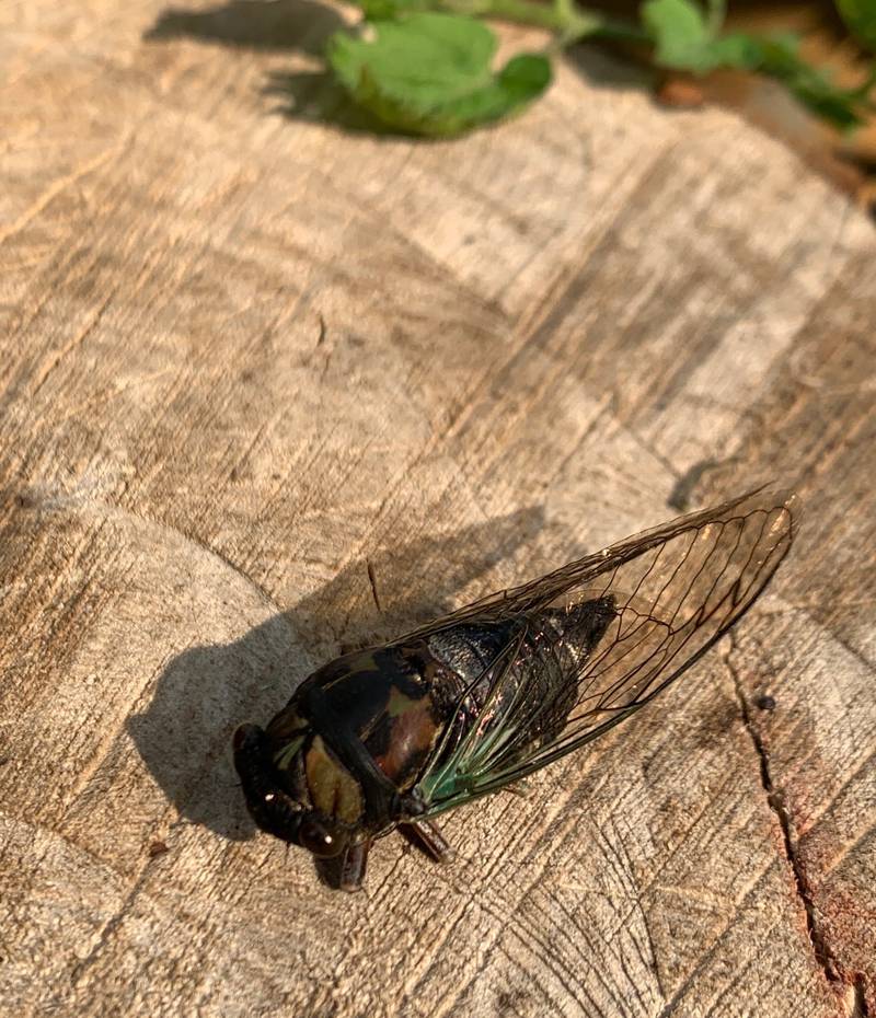 To learn more about cicadas, join us for a free program on April 17 in Yorkville. Sign up at go.illinois.edu/CicadasYorkville.