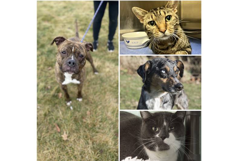 The Herald-News presents this week’s Pets of the Week. Read the description of each pet to find out about that pet, including where he or she can be adopted