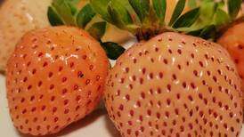 Down the Garden Path: Planting pineberries, pineapple-flavored strawberries, for a sweet garden treat