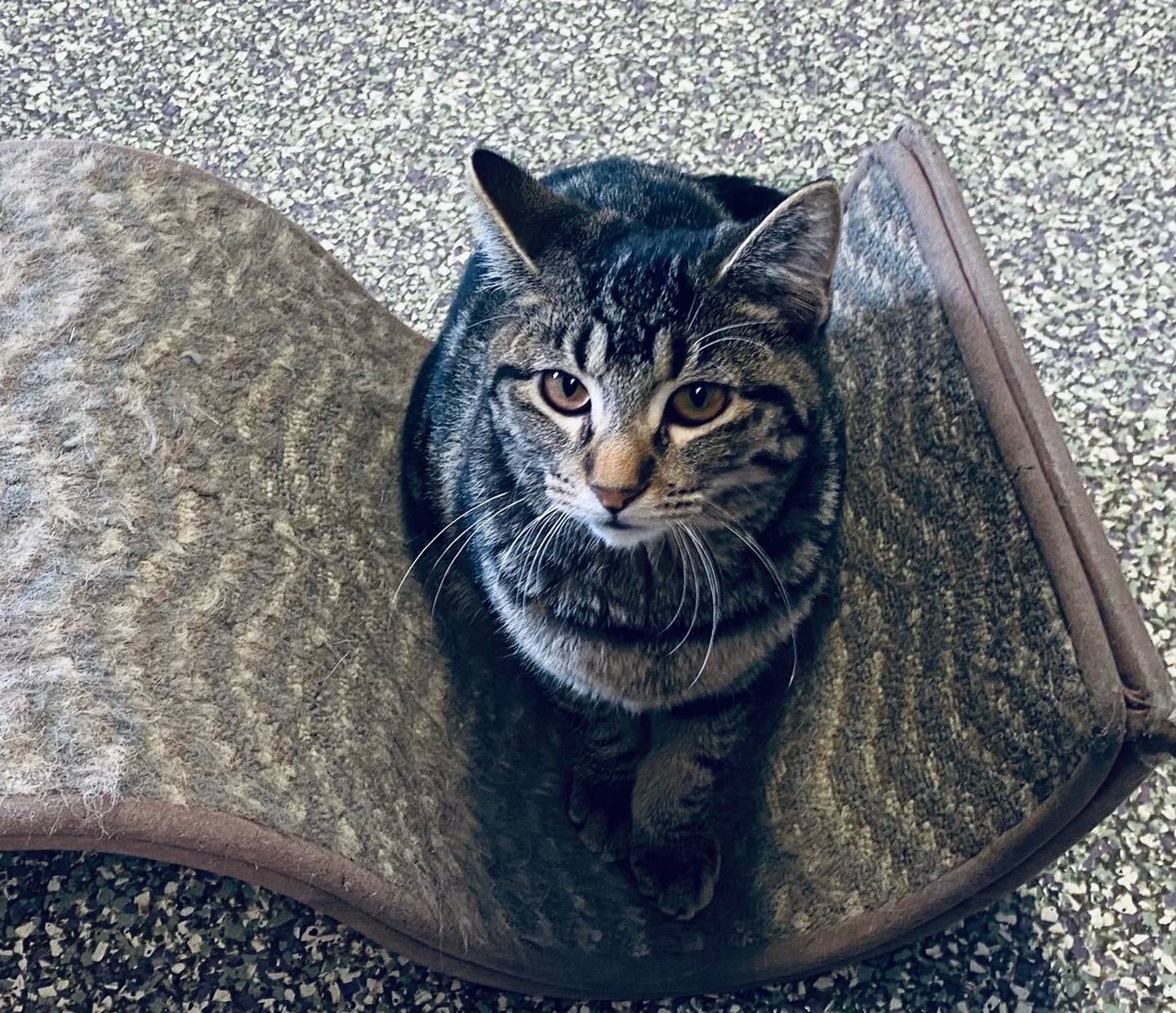 Zuzu is a 6-month-old domestic shorthair. She is loving, independent, and curious. She is very sweet and immediately greets people. For more information on Zuzu, including adoption fees please visit justanimals.org or call 815-448-2510.