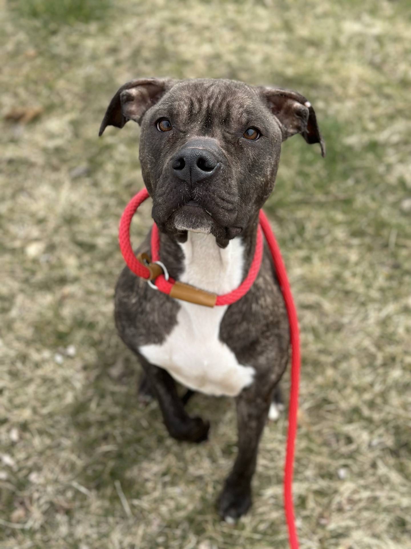 Priscilla is a 6-year-old brindle terrier that was rescued from a local animal control. She is very sweet and well-behaved. She loves people and is wonderful with children. She is potty-trained and walks well on a leash. She will be a very trusting, loyal and lovable friend. To meet Priscilla, email Dogadoption@nawsus.org. Visit nawsus.org.