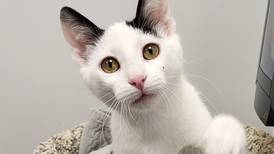 Playful, affectionate kitten ready to charm forever family