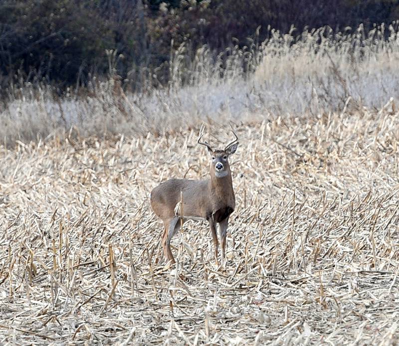 A white-tailed buck stands at attention in a corn field near Grand Detour while foraging for food.