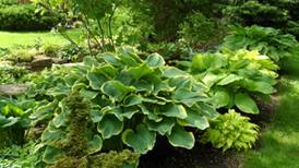 Lisle to sprout Midwest Regional Hosta Society Convention