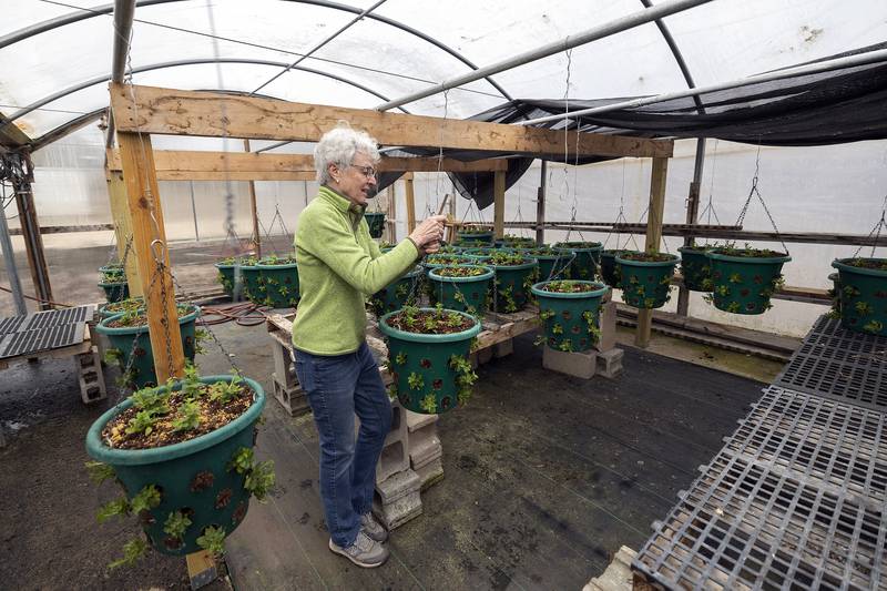 Joan Melzer, a Dixon in Bloom member, hangs one of the baskets that’s been planted with petunias Friday, April 4, 2025. Next month the group will pinch the plants to create a fuller, bigger bloom.