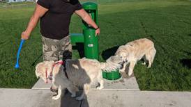 Canine companionship: Program helps dogs socialize at Sandwich dog park