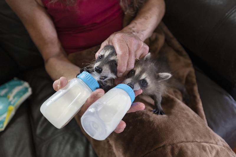 Jane Hochstatter uses a special type of grip that keeps the raccoon on the bottle so they don’t chew or bring in too much air.