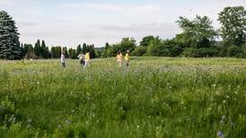 Summer in the Preserves plants seeds for the future   