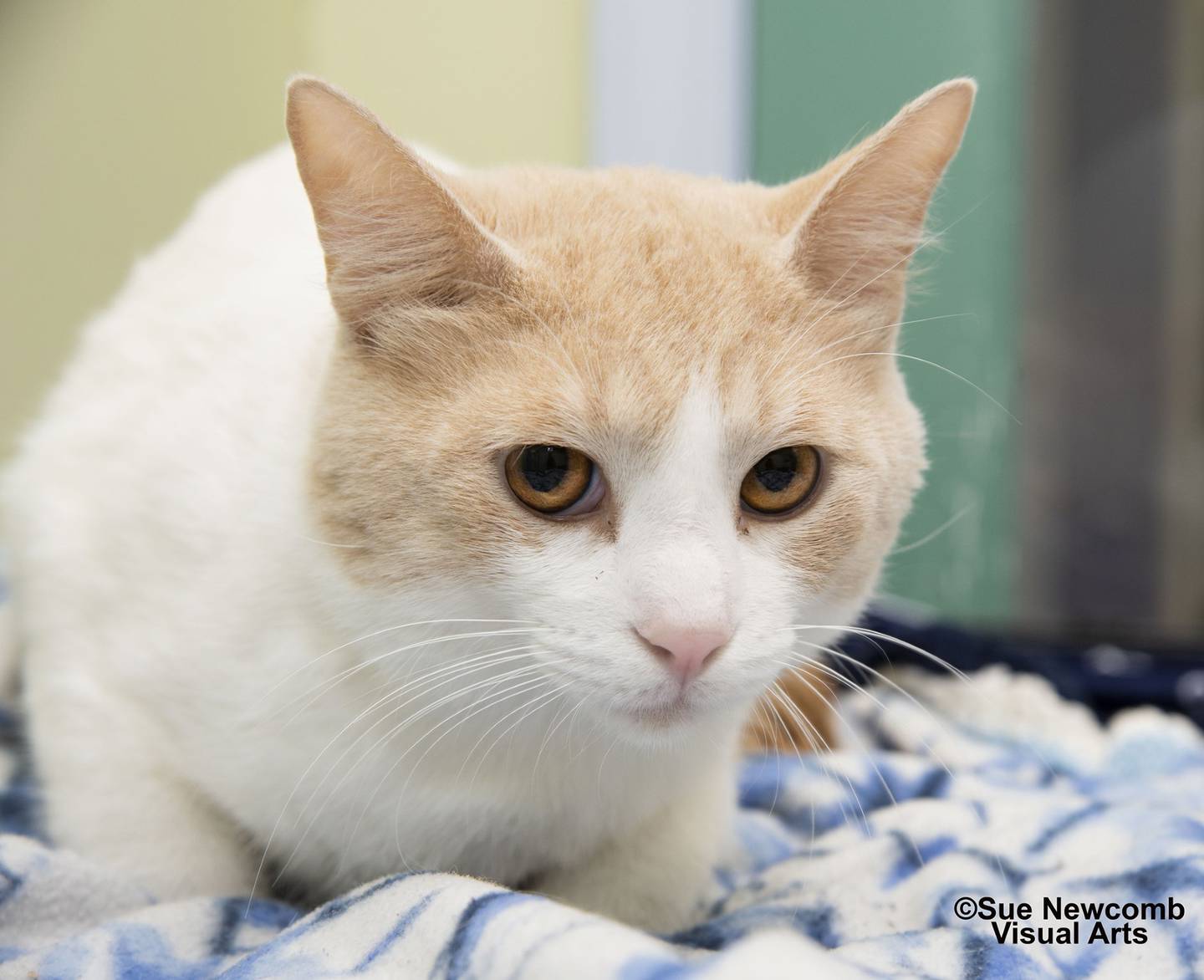 Calvin is a domestic shorthair who came from a hoarding situation. He is a bit shy but with time in a patient and loving forever home, he should come out of his shell. Contact the Will County Humane Society at willcountyhumane.com and follow the instructions for the adoption process.