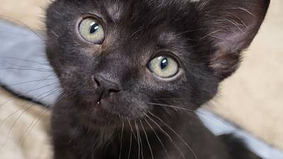 Playful kitten hopes to have kitty company in forever home
