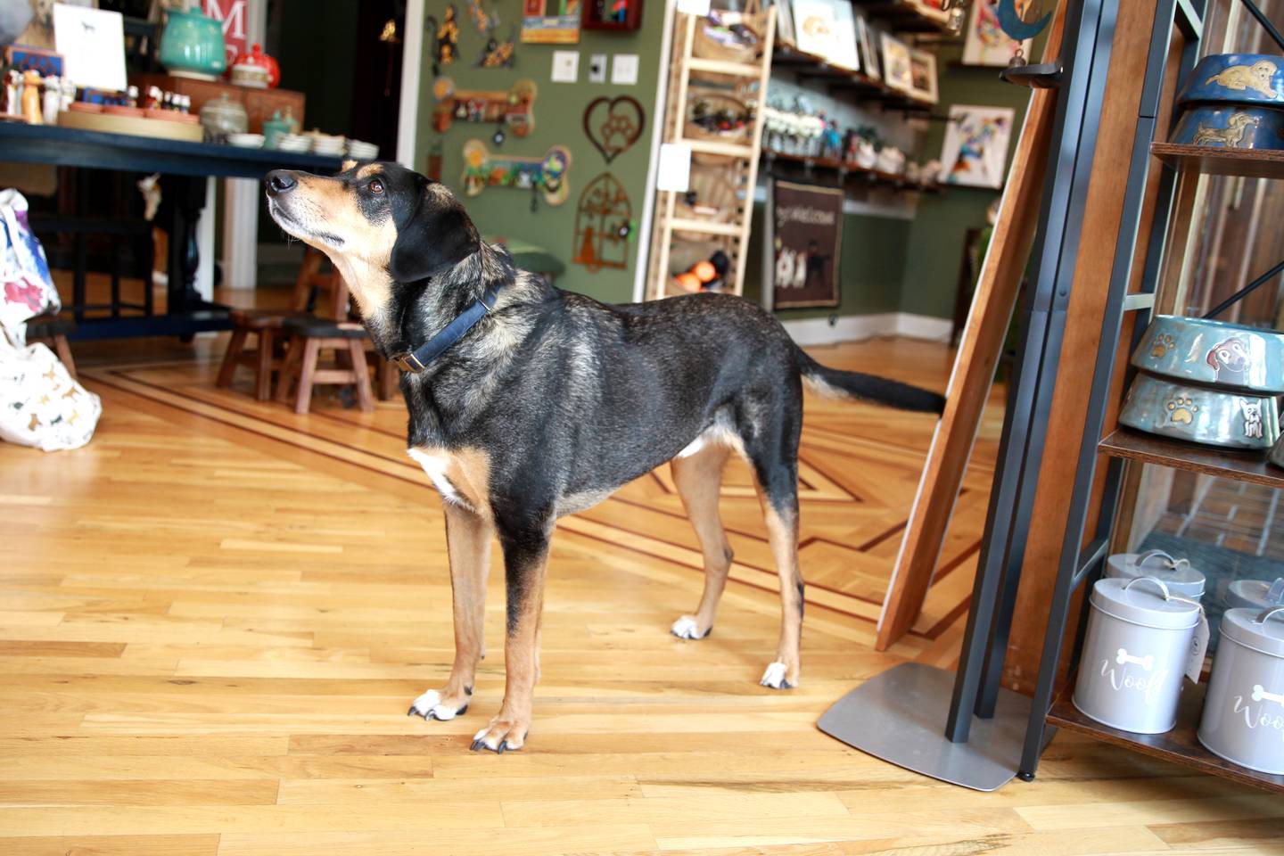 Elliott, a hound mix, serves as the unofficial greeter at CaDo and Company, a pet lovers’ boutique located at 103 E. Wilson St. in downtown Batavia.