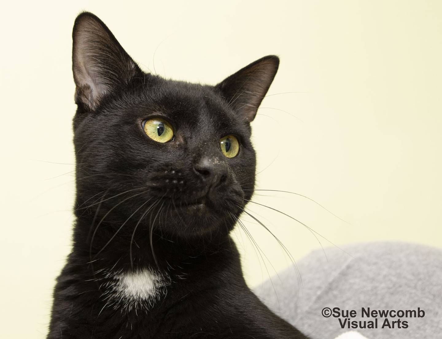 Gomez is a young, male domestic shorthair, who is affectionate and curious. He came from a local animal control and is ready for a forever home. He must be the only cat in the home. Contact the Will County Humane Society at willcountyhumane.com and follow the instructions for the adoption process.