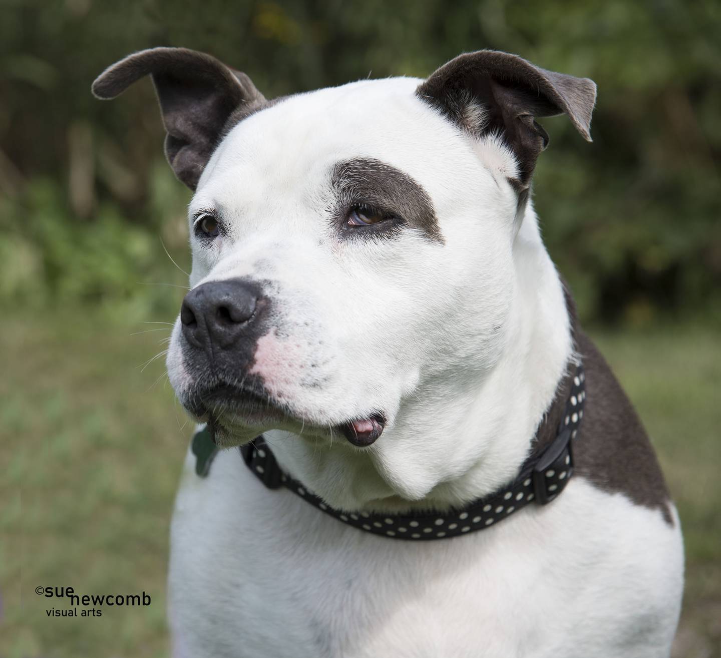 Mookie is a 7-year-old pit bull mix. She has lived in a foster home for a couple of years and is ready for a forever home. She is very sweet but requires a patient and experienced owner. Mookie can be playful with other dogs but should be the only dog in the home. Contact the Will County Humane Society at willcountyhumane.com and follow the instructions for the adoption process.