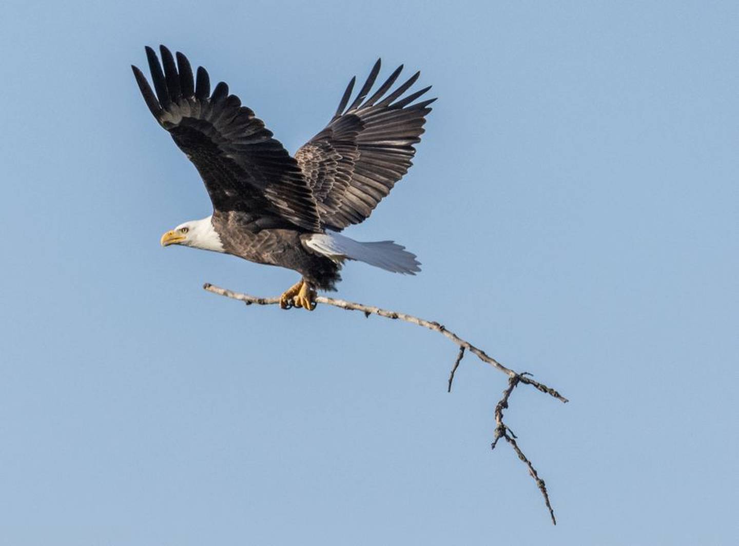 The male eagle on the Mooseheart campus flies in with a branch for the new nest. The tree the eagles lived in recently was removed, and the eagles are rebuilding their nest on a nearby tree.