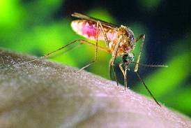 Kane Health Dept. urges care to avoid bug-borne illnesses