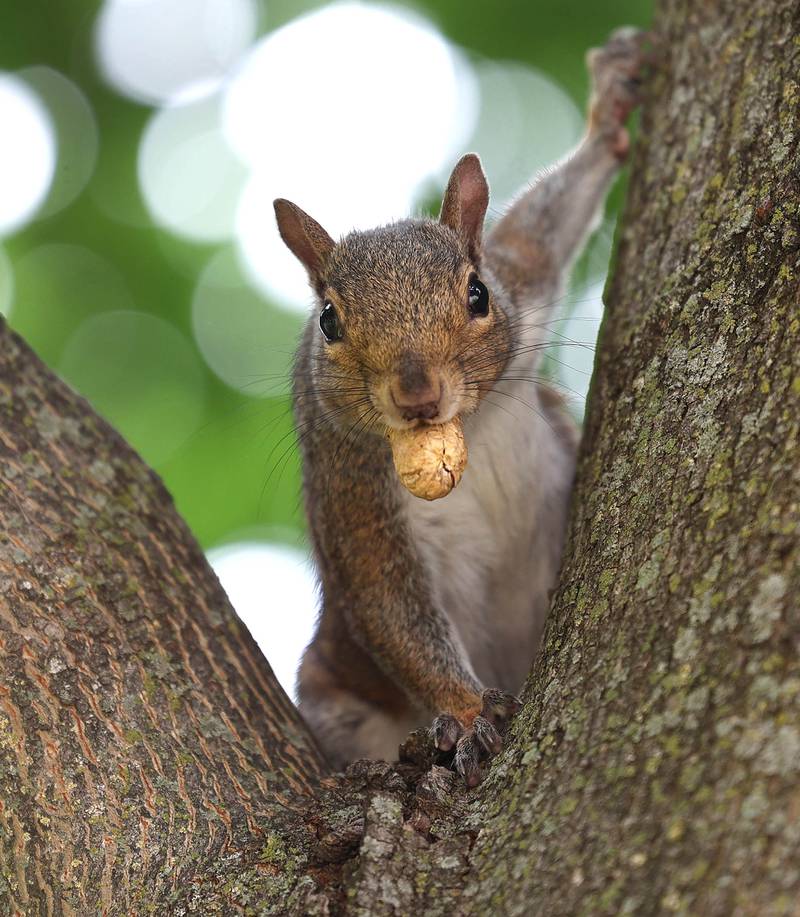 A squirrel keeps an eye on things as he holds on to his meal Tuesday, July 2, 2024, in front of Barb City Manor in DeKalb.