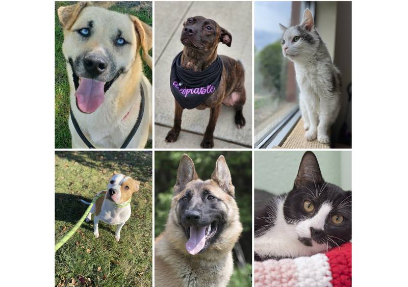 The Herald-News presents this week’s Pets of the Week. Read the description of each pet to find out about that pet, including where he or she can be adopted. The Herald-News presents this week’s Pets of the Week. Read the description of each pet to find out about that pet, including where he or she can be adopted.