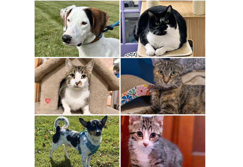 The Herald-News presents this week’s Pets of the Week. Read the description of each pet to learn about it, including where it can be adopted in Will County.