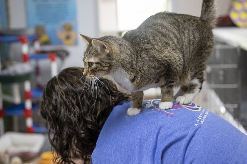 Girly-Pop jumps on the back of director Shannon Eastman Friday, April 24, 2026, at Granny Rose Animal Shelter in Dixon.