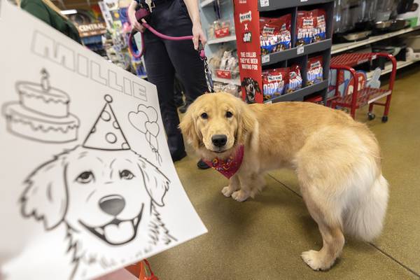 Sterling comfort dog Millie to turn 2; party set for Feb. 25