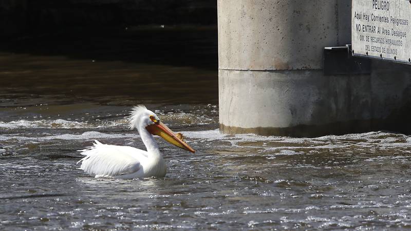 Photos: Flooding on the Fox River in McHenry County area