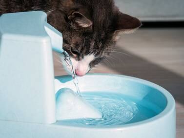 Summer survival guide for pets with Dr. Aaron Jackson