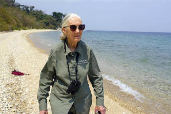 ‘Will echo for generations’ – Local conservationists reflect on Jane Goodall’s trailblazing legacy